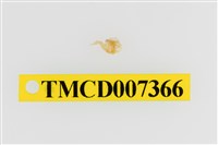 藏品(雙色澤蟹)的圖片